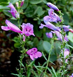 Image of Penstemon heterophyllus 'Margarita BOP'