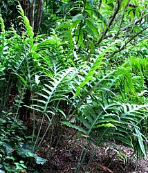 Image of Phlebodium aureum