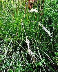 Image of Poa arachnifera