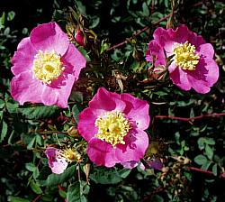 Image of Rosa californica 'Elsie'