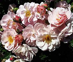 Image of Rosa 'Cornelia'