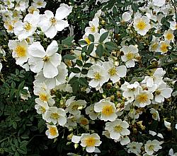 Image of Rosa 'Wickwar'