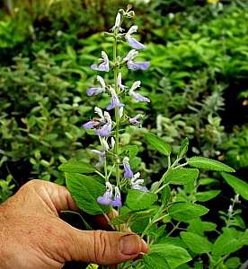 Image of Salvia melissodora