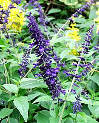 Image of Salvia 'Anthony Parker'