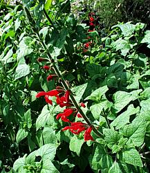 Image of Salvia darcyi