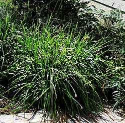 Image of Sesleria heufleriana