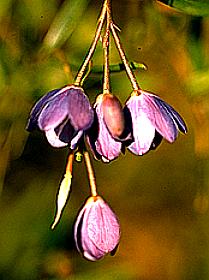 Image of Sollya parviflora