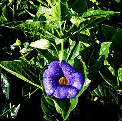 Image of Thunbergia battiscombei