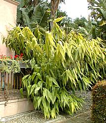Image of Thysanolaena latifolia