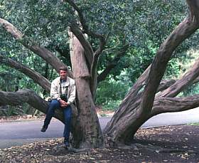 Image of Tristaniopsis laurina