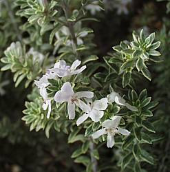 Image of Westringia fruticosa 'Smokey'