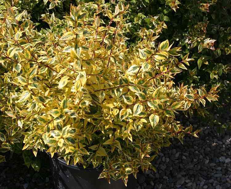 Image of Abelia x grandiflora 'Kaleidoscope' PP16,988