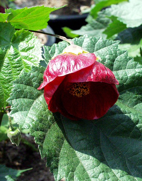 Image of Abutilon x hybridum 'Nabob'