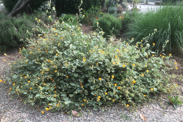 Image of Abutilon palmeri