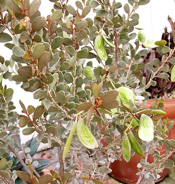 Image of Acacia craspedocarpa