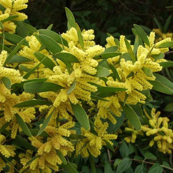 Image of Acacia longifolia