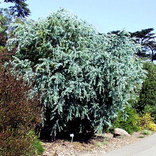 Image of Acacia podalyriifolia