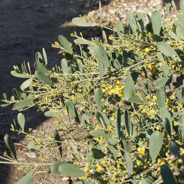 Image of Acacia redolens 'Low Boy'