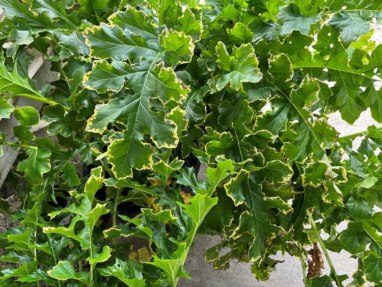 2nd Image of Acanthus mollis 'Spattered' at San Marcos Growers