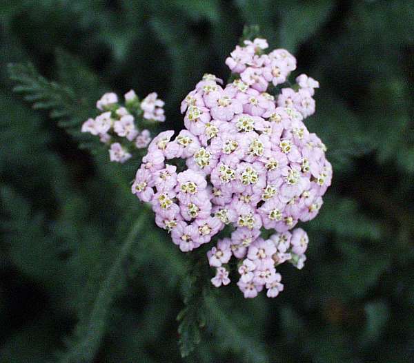 Image of Achillea millefolium 'Lavender Beauty'