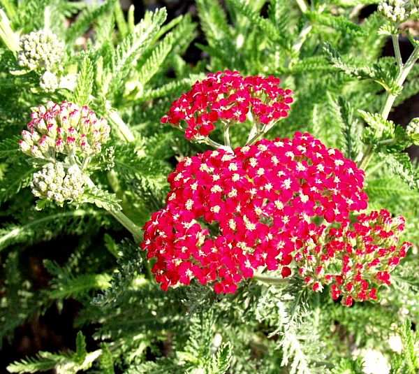 Image of Achillea millefolium 'Paprika'