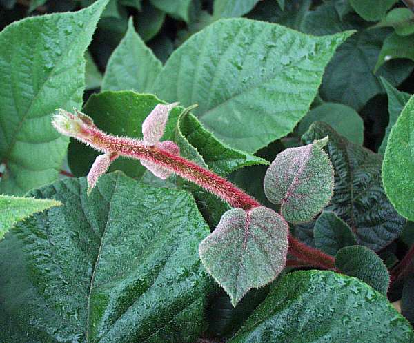 Image of Actinidia deliciosa 'Tomuri' (Male)