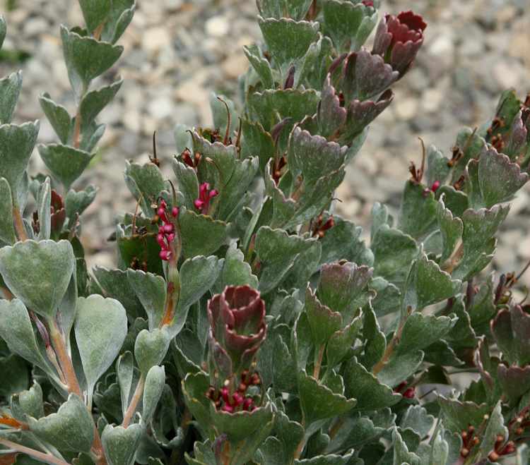 Image of Adenanthos cuneatus 'Coral Drift'