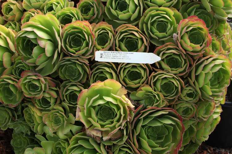 Image of Aeonium 'Blushing Beauty'