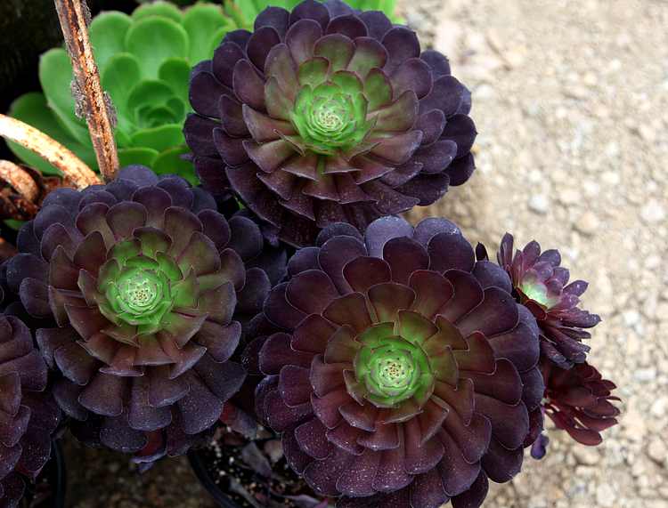 Image of Aeonium arboreum 'Electra'