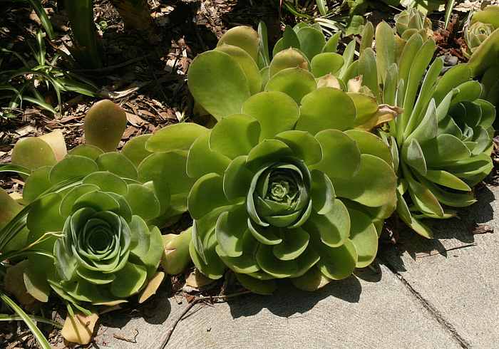 Image of Aeonium 'Gary's Shadow'