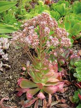 Image of Aeonium 'Glenn Davidson'