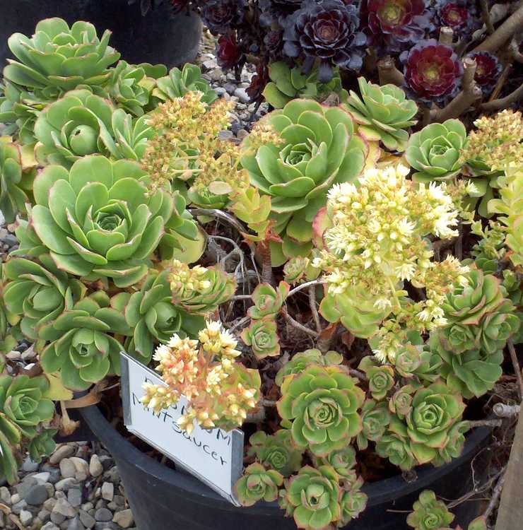 Image of Aeonium 'Mint Saucer'