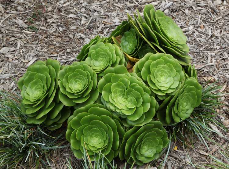 Image of Aeonium 'Pseudotabuliforme'