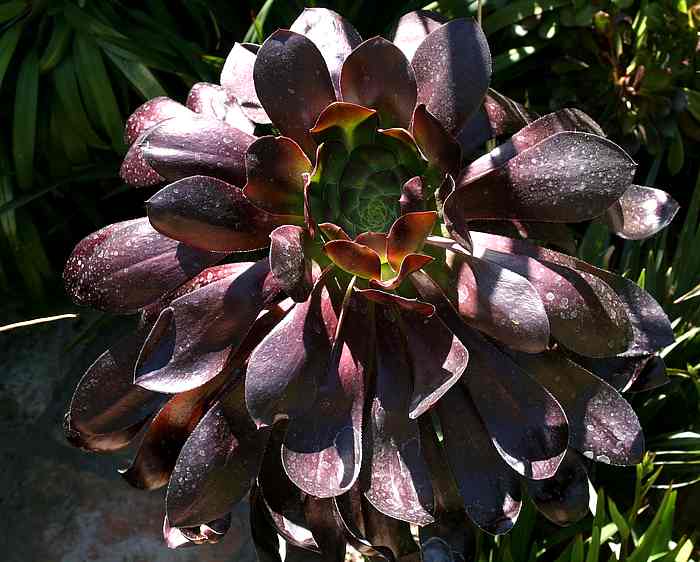 Image of Aeonium 'Voodoo'