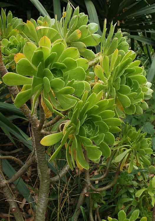 Image of Aeonium arboreum