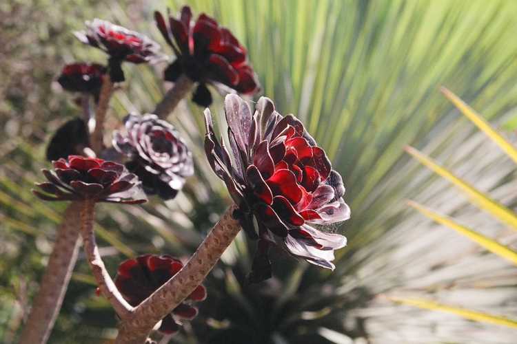 Image of Aeonium arboreum 'Atropurpureum'