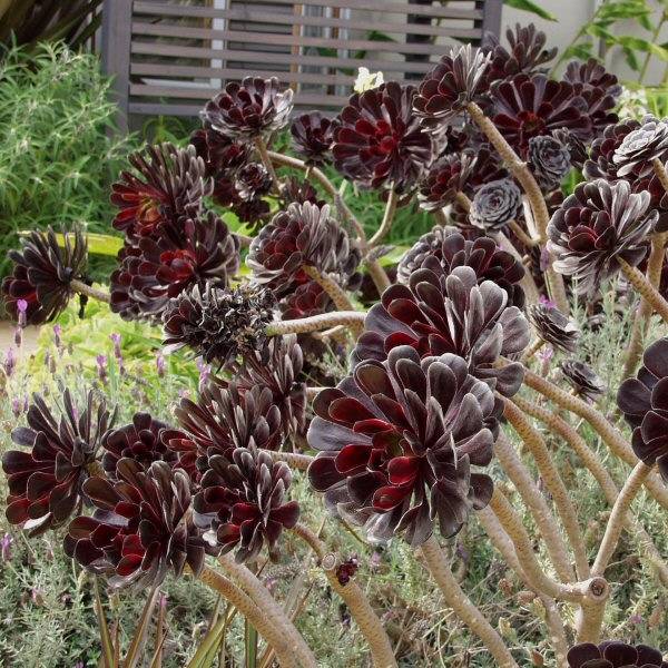 Image of Aeonium arboreum 'Zwartkop'