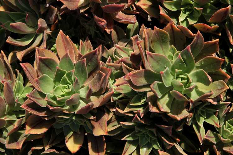 Image of Aeonium decorum 'Berry Nice'