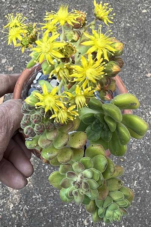 Image of Aeonium lindleyi