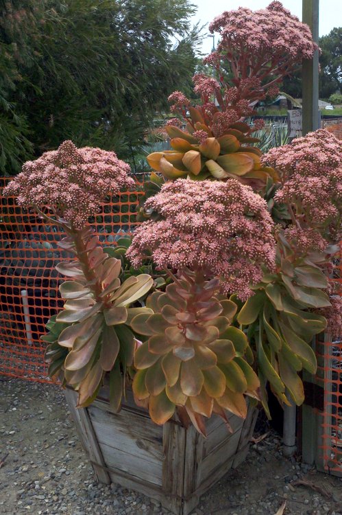 Image of Aeonium nobile