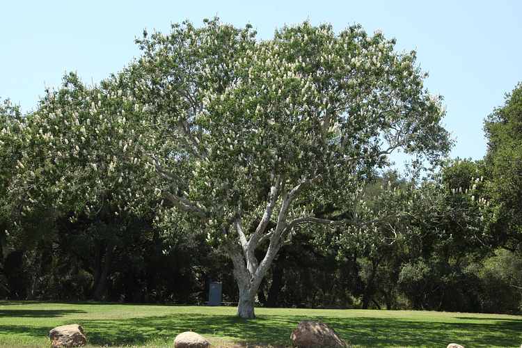 Image of Aesculus californica