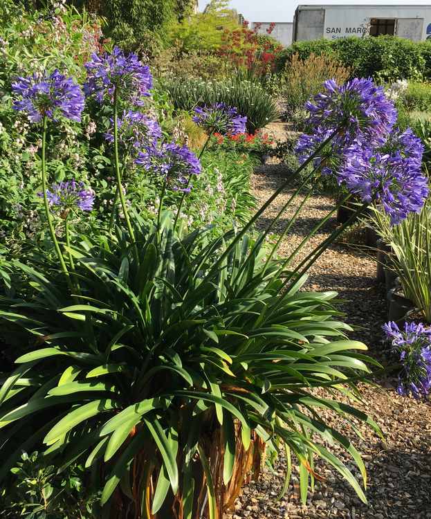 Image of Agapanthus 'Periwinkle Days'