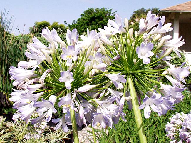 Image of Agapanthus praecox ssp orientalis 'Delfina's Blush'