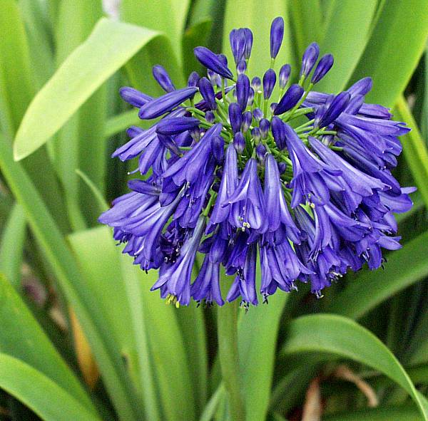 Image of Agapanthus 'Ellamae'