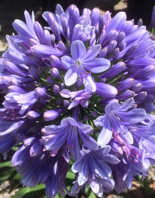 Image of Agapanthus praecox ssp orientalis 'Full Moon' PP26,421