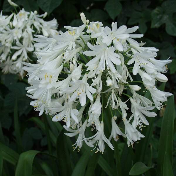 Image of Agapanthus praecox ssp orientalis 'Getty White'