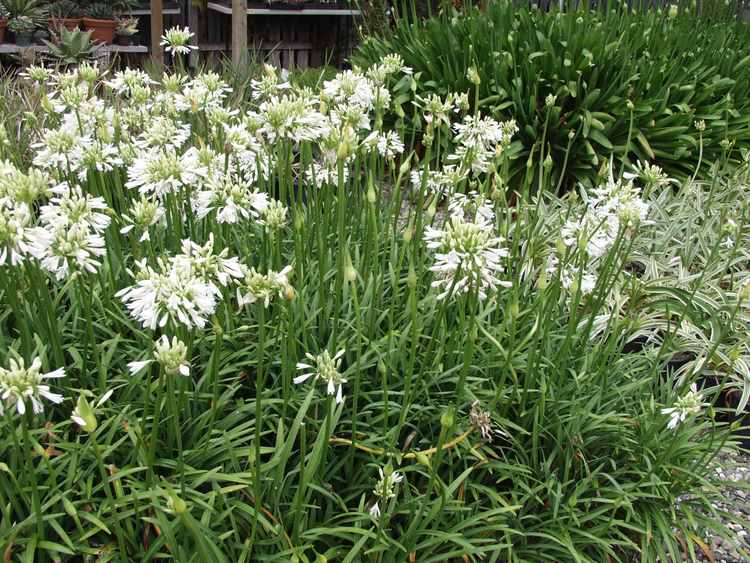 Image of Agapanthus 'Henderson's White'