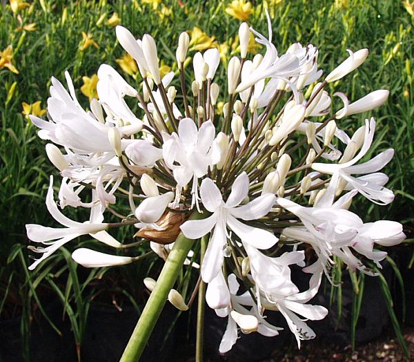 Image of Agapanthus praecox ssp orientalis 'Penn's White'