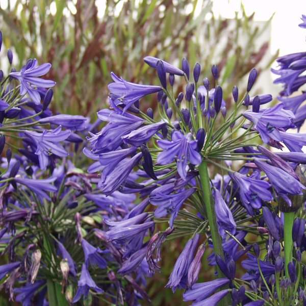 Image of Agapanthus 'Storm Cloud'