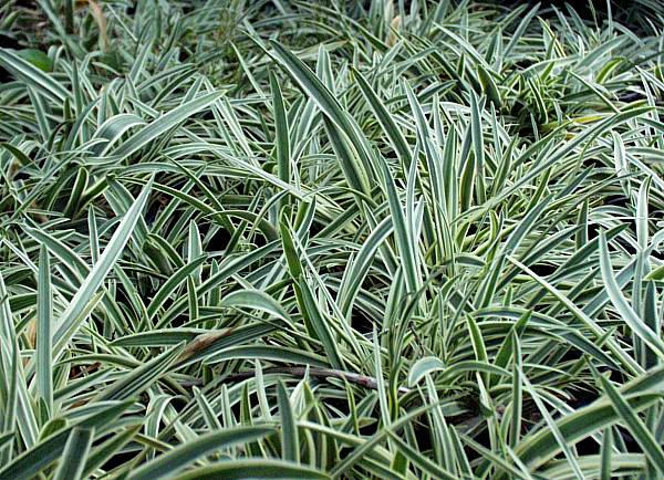 Image of Agapanthus 'Tinkerbell'